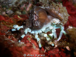 Symbiosis on symbiosis - Cyclocoeloma tuberculata and Pli... by Alex Varani 